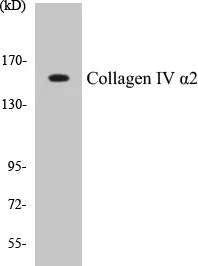 Collagen IV alpha 2 Cell Based ELISA Kit (A103355-96)