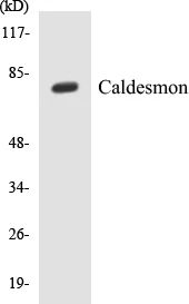 Caldesmon Cell Based ELISA Kit (A102923-96)