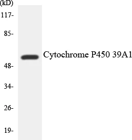 Cytochrome P45 02D6 Cell Based ELISA Kit (A103602-96)