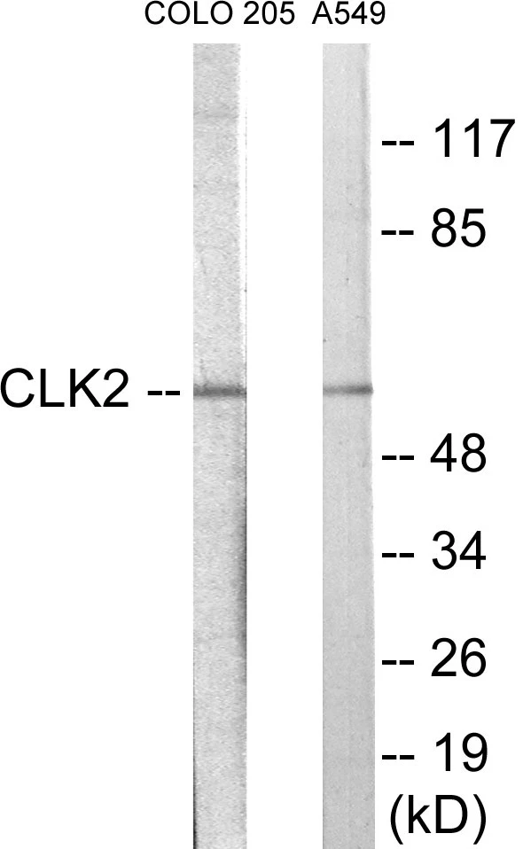 CLK2 Cell Based ELISA Kit (A103284-96)