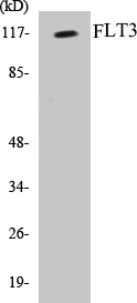 FLT3 Cell Based ELISA Kit (A103523-96)