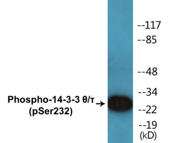 14-3-3 theta + tau (phospho Ser232) Cell Based ELISA Kit (A102040-296)