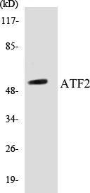 ATF2 Cell Based ELISA Kit (A103218-96)