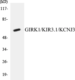 GIRK1 Cell Based ELISA Kit (A103097-96)