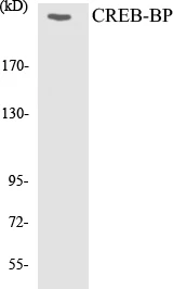 CREB-BP Cell Based ELISA Kit (A103400-96)