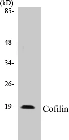 Cofilin Cell Based ELISA Kit (A102973-96)