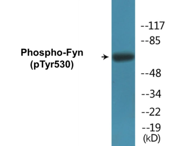 Fyn (phospho Tyr530) Cell Based ELISA Kit (A102417-296)