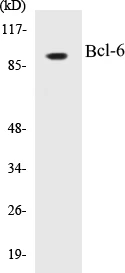 Bcl-6 Cell Based ELISA Kit (A103056-96)