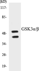 GSK3 alpha + beta Cell Based ELISA Kit (A102820-96)