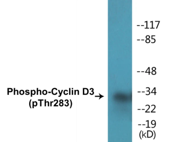 Cyclin D3 (phospho Thr283) Cell Based ELISA Kit (A102529-296)