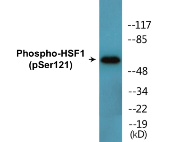 HSF1 (phospho Ser121) Cell Based ELISA Kit (A102657-296)