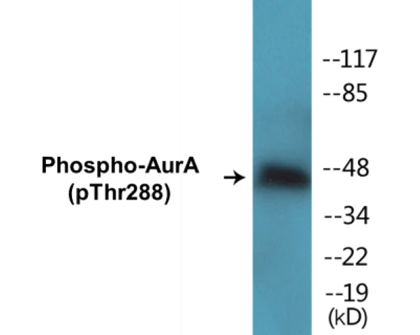 AurA (phospho Thr288) Cell Based ELISA Kit (A103814-296)