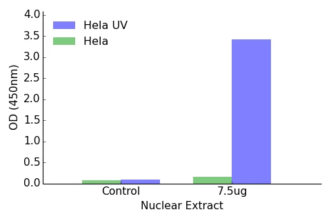 ATF2 ELISA Kit (A104258-96)