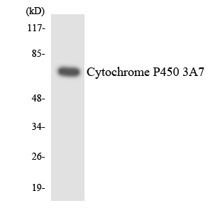 Cytochrome P45 03A7 Cell Based ELISA Kit (A103606-96)