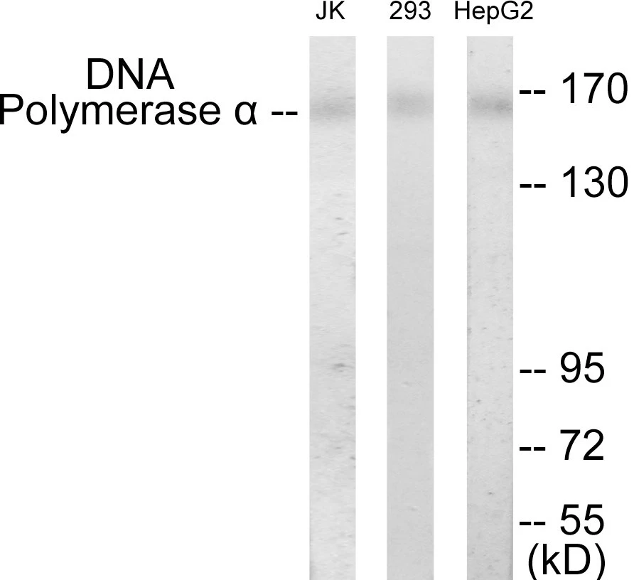 DNA Polymerase alpha Cell Based ELISA Kit (A103593-96)