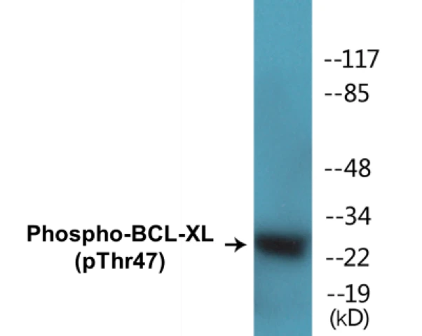 BCL-XL (phospho Thr47) Cell Based ELISA Kit (A102178-296)