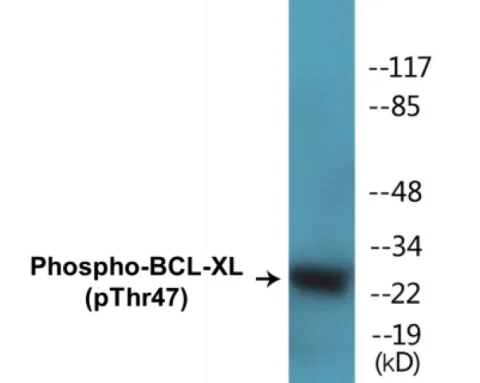 BCL-XL (phospho Thr47) Cell Based ELISA Kit (A102178-296)