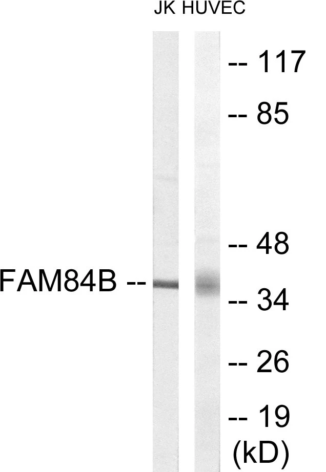 FAM84B Cell Based ELISA Kit (A103667-96)