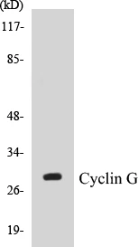 Cyclin G Cell Based ELISA Kit (A102954-96)