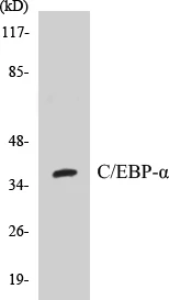 CEBP alpha Cell Based ELISA Kit (A102885-96)