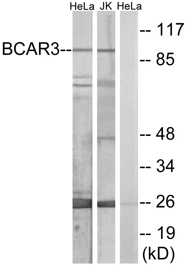 BCAR3 Cell Based ELISA Kit (A103690-96)