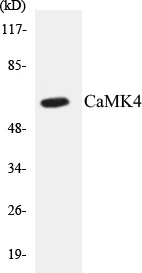 CaMK4 Cell Based ELISA Kit (A103080-96)