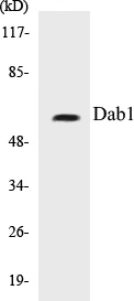 Dab1 Cell Based ELISA Kit (A103229-96)