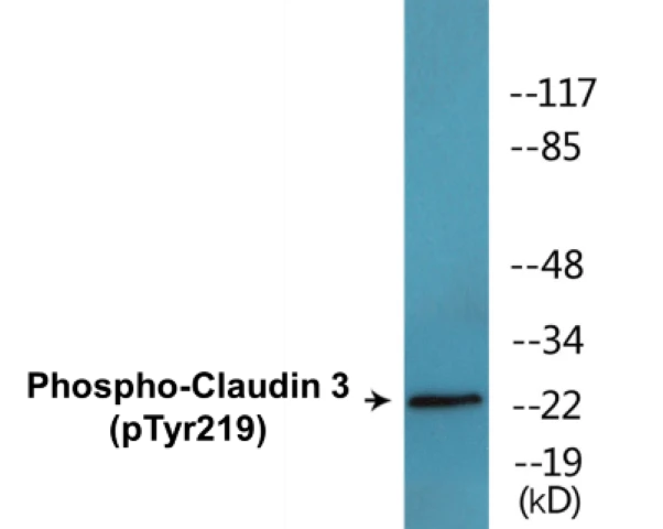 Claudin 3 (phospho Tyr219) Cell Based ELISA Kit (A102781-296)