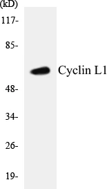 Cyclin L1 Cell Based ELISA Kit (A102933-96)