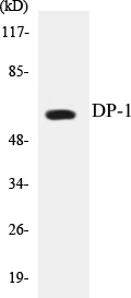 DP-1 Cell Based ELISA Kit (A103722-96)