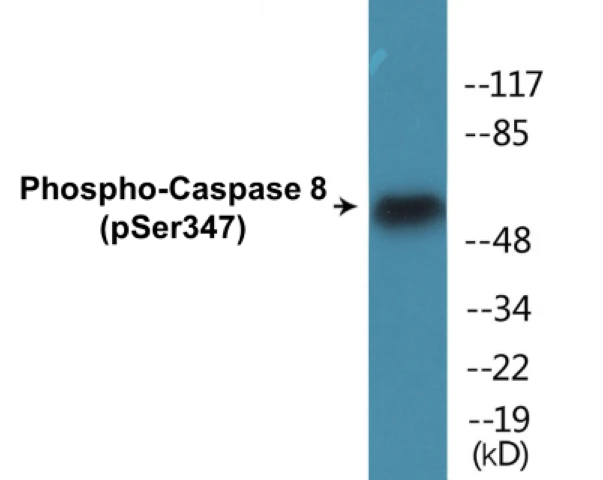 Caspase 8 (phospho Ser347) Cell Based ELISA Kit (A102700-296)