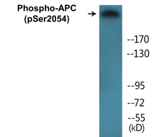 APC (phospho Ser2054) Cell Based ELISA Kit (A102734-296)