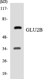 GLU2B Cell Based ELISA Kit (A103469-96)