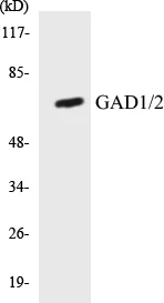 GAD1 + 2 Cell Based ELISA Kit (A103394-96)