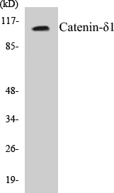 Catenin delta 1 Cell Based ELISA Kit (A102831-96)