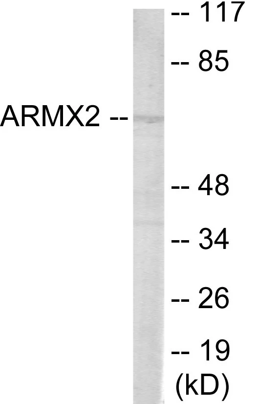 ARMCX2 Cell Based ELISA Kit (A103029-96)