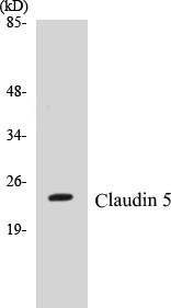 Claudin 5 Cell Based ELISA Kit (A102927-96)