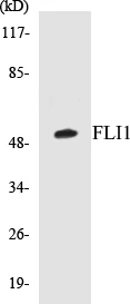 FLI1 Cell Based ELISA Kit (A103508-96)