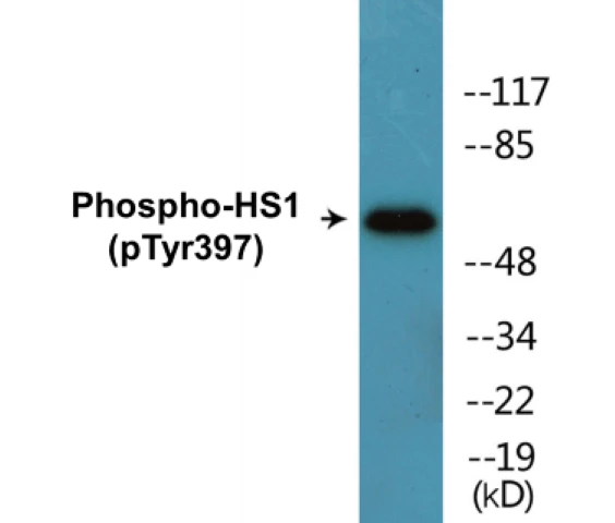 HS1 (phospho Tyr397) Cell Based ELISA Kit (A102760-296)