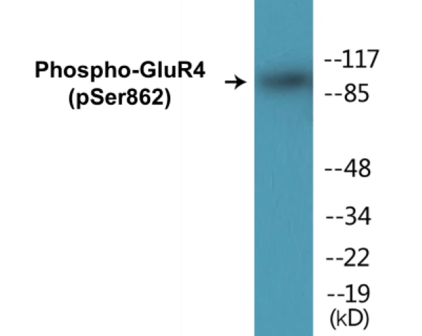 GluR4 (phospho Ser862) Cell Based ELISA Kit (A102184-296)