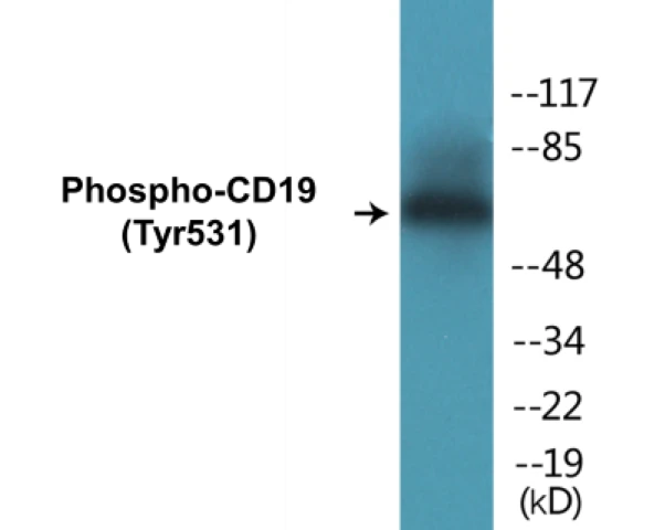 CD19 (phospho Tyr531) Cell Based ELISA Kit (A102637-296)