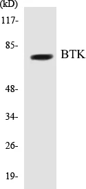 BTK Cell Based ELISA Kit (A103308-96)