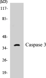 Caspase 3 Cell Based ELISA Kit (A102907-96)