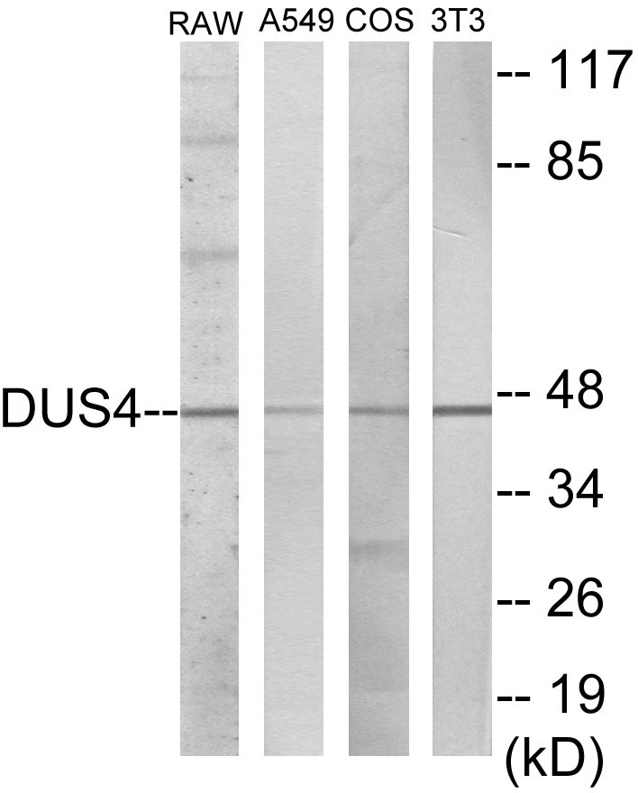 DUSP4 Cell Based ELISA Kit (A103159-96)