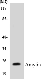 Amylin Cell Based ELISA Kit (A103646-96)