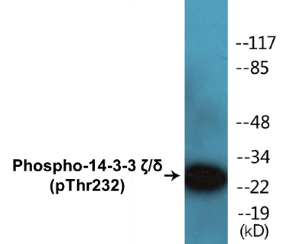 14-3-3 zeta + delta (phospho Thr232) Cell Based ELISA Kit (A102482-296)