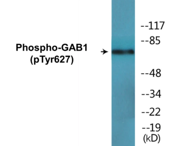 GAB1 (phospho Tyr627) Cell Based ELISA Kit (A102653-296)