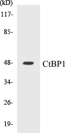 CtBP1 Cell Based ELISA Kit (A103085-96)