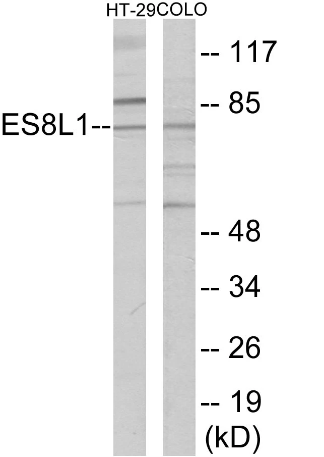 ES8L1 Cell Based ELISA Kit (A103488-96)