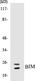 BIM Cell Based ELISA Kit (A103312-96)